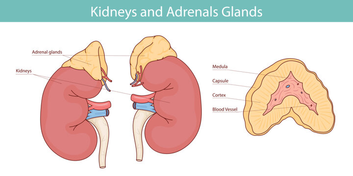 Medical illustration of adrenal glands and kidneys drawn by hand.