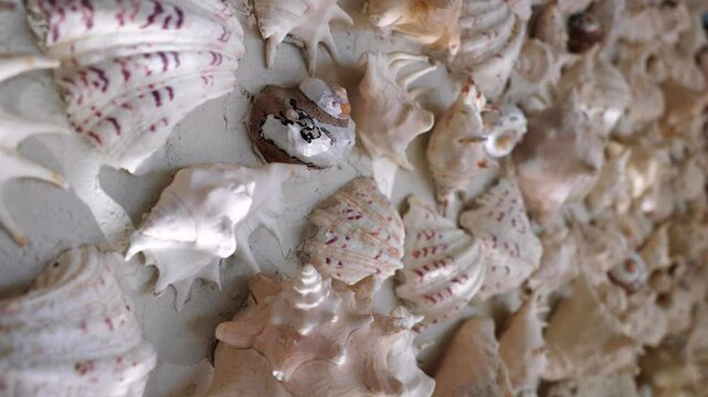 Wonderful shell wall, reflecting the sun