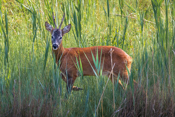 Capriolo - riserva naturale val Cavanata
