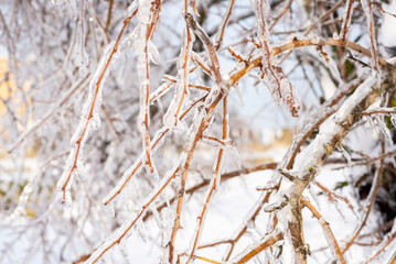 tree branches covered with transparent ice and icicles
