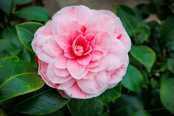 Beautiful pink camellia flower blossom amidst green leaves in a serene garden setting