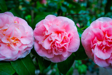 blooming pink Camellia japonica ‘Sierra Spring’ flowers in  garden during springtime