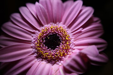 Eine pink-gelbe Gerbera.