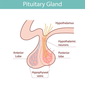 Detailed illustration of the pituitary gland and brain. vector illustration in cartoon style