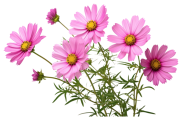 PNG Mexican aster flower petal plant.