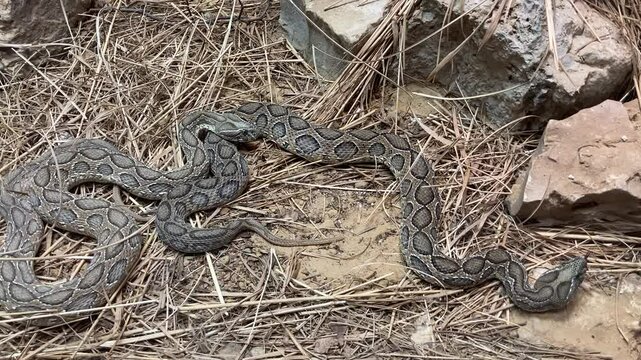 Russell's viper snake