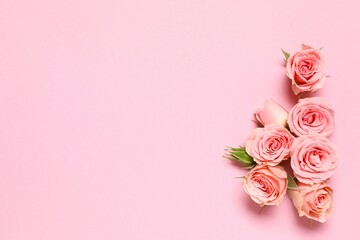 Beautiful composition with pink roses on color background