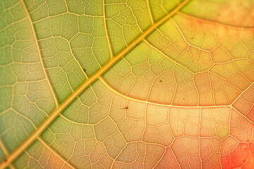 Obraz premium Macro of a Green Leaf with Red and Yellow Veins. Generative AI