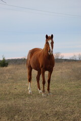 Obraz premium horse in the field