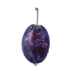 プルーン イラスト リアル