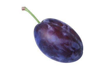 プルーンのイラスト リアル 白バック