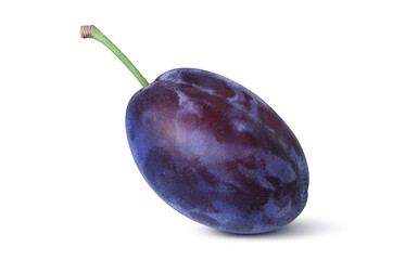 プルーン イラスト リアル