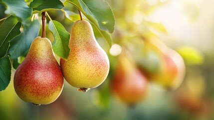 Close up of ripe pears hanging from a tree branch in an orchard with green leaves and blurred background colors enhancing the scene