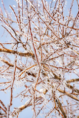 tree branches covered with transparent ice and icicles