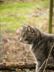 Obraz premium Curious cat exploring nature on an outdoor walk. Cute tabby cat portrait photo.