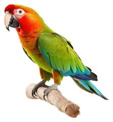 Obraz premium PNG Parrot animal bird