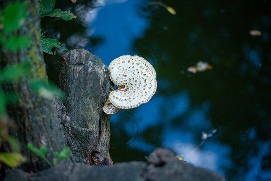 white mushroom monochromatic serena. in the background dark blue water