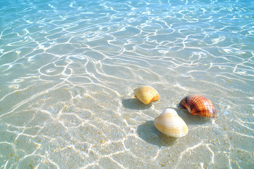 Obraz premium great barrier reef spring midday wave patterns and shells