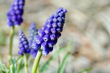blue hyacinth flowers