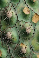 Fotobehang  cactus surface texture © 자인 김