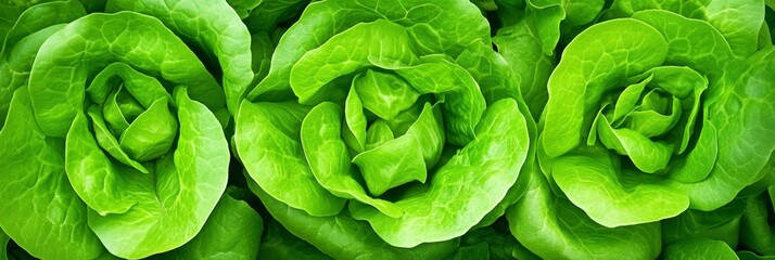 Obraz premium Fresh Green Lettuce Hydroponic Farm - Hydroponic lettuce, vibrant green leaves, healthy growth, farm freshness, sustainable agriculture
