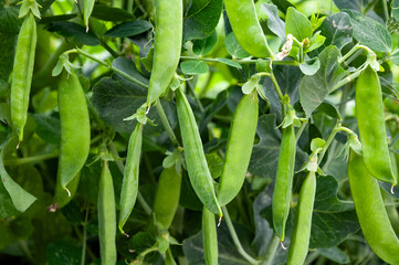 Bush of sweet pea with ripe pods on vegetable garden