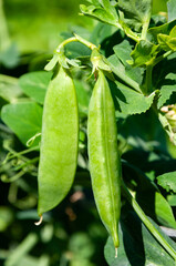 Bush of sweet pea with ripe pods on vegetable garden