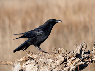 Obraz premium Carrion crow, Corvus corone