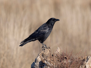 Obraz premium Carrion crow, Corvus corone