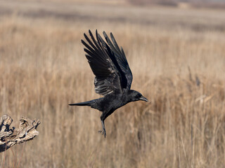 Carrion crow, Corvus corone