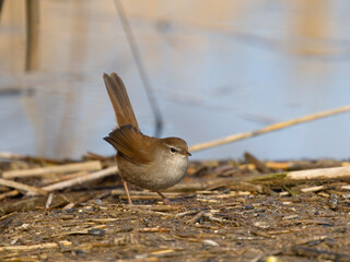 Cettis warbler, Cettia cetti
