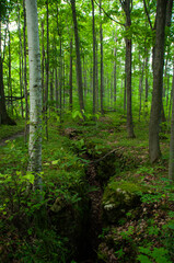 A crevice in the forest along the Niagara Escarpment (Bruce Trail)
