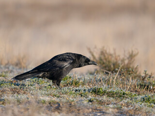 Carrion crow, Corvus corone