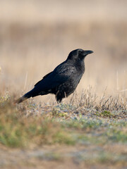 Carrion crow, Corvus corone