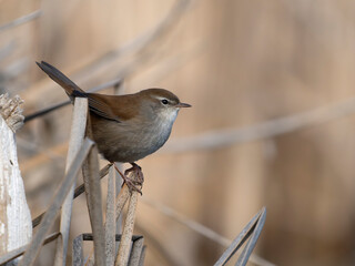 Cettis warbler, Cettia cetti