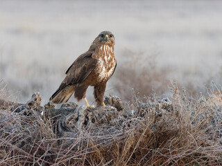 Common buzzard, Buteo buteo
