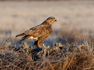 Common buzzard, Buteo buteo
