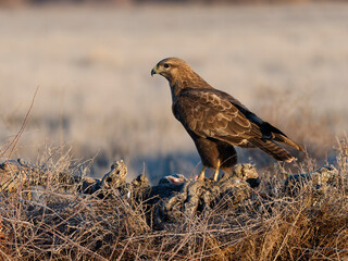 Common buzzard, Buteo buteo