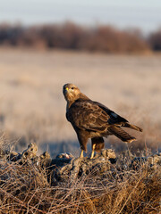 Common buzzard, Buteo buteo