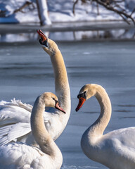 Two swans facing each other forming a heart shape with a third in the middle