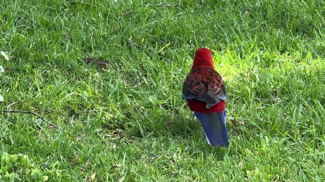 Crimson Rosella Parrot Bird in the Grass (latycercus elegans)