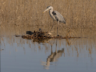 Grey heron, Ardea cinerea