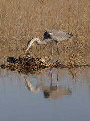 Grey heron, Ardea cinerea