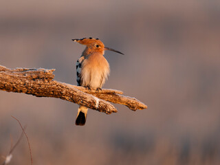 Hoopoe, Upupa epops