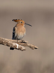 Hoopoe, Upupa epops