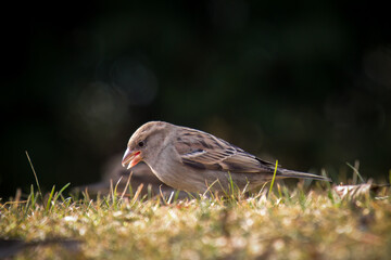 house sparrow on the floor in the garden is pecking seeds for birds