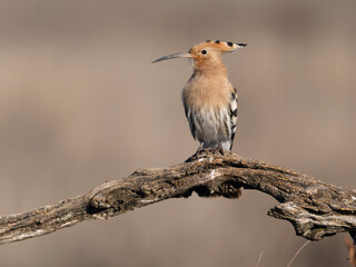 Hoopoe, Upupa epops