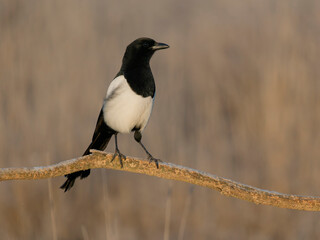 Magpie, Pica pica,