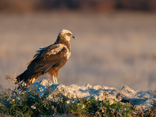Marsh harrier, Circus aeruginosus