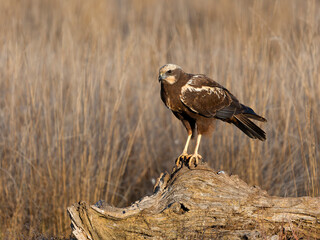 Marsh harrier, Circus aeruginosus